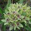 Asclepias viridis