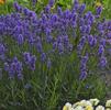 Lavandula angustifolia 'SWEET ROMANCE'