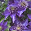 Clematis 'Multi Blue'