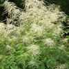 Aruncus dioicus