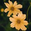 Coreopsis verticillata 'Crème Brulee'