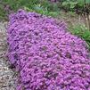 Aster (syn Symphyotrichum) dumosus 'Wood's Purple'