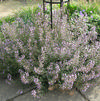 Calamintha nepeta 'Blue Cloud'