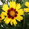 Coreopsis Grandiflora 'Sunkiss'