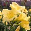 Hemerocallis 'Happy Returns'