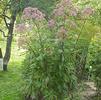 Eupatorium purpureum