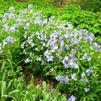 Polemonium reptans