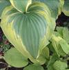 Hosta 'Seducer'