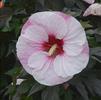 Hibiscus 'Perfect Storm'