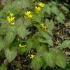 Epimedium x perralchicum 'Frohnleiten'