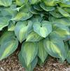 Hosta 'June'