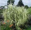 Arundo donax 'Versicolor'