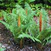 Osmunda cinnamomea