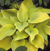 Hosta 'Fire Island'