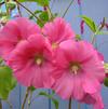 Alcea rosea 'Las Vegas'