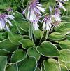 Hosta 'Francee'