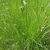 Carex annectens