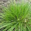 Carex albicans