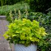 Heuchera 'Twist of Lime'