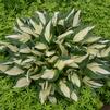 Hosta 'Loyalist'