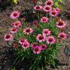 Echinacea 'Pixie Meadowbrite'