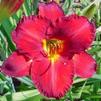 Hemerocallis 'Chicago Apache'