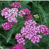 Achillea millefolium 'Oertel's Rose'