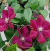 Clematis 'Rouge Cardinal'