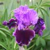 Iris 'Violet Turner'