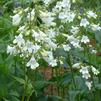 Penstemon digitalis