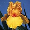 Iris 'Firebreather'