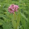 Asclepias sullivantii