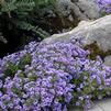 Aster (syn Symphyotrichum) dumosus 'Wood's Light Blue'