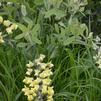 Baptisia bracteata (syn. B. leucophaea)