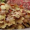 Heuchera 'Southern Comfort'