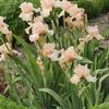 Iris 'Beverly Sills'