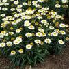 Leucanthemum x superbum 'Snow Cap'