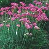 Armeria maritima 'Splendens'