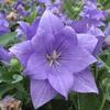 Platycodon grandiflorus 'Astra Double Blue'