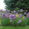 Allium 'Medusa'