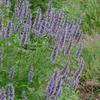 Agastache 'Black Adder'