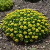 Sedum 'Little Miss Sunshine'