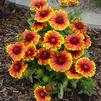 Gaillardia aristata 'Arizona Sun'