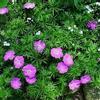 Geranium sanguineum