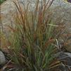 Panicum virgatum 'Cheyenne Sky'