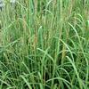 Andropogon gerardii