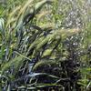 Elymus canadensis