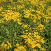 Senecio (syn Packera) obovatus