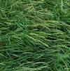 Elymus virginicus