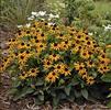 Rudbeckia fulgida var sullivantii 'Little Goldstar'